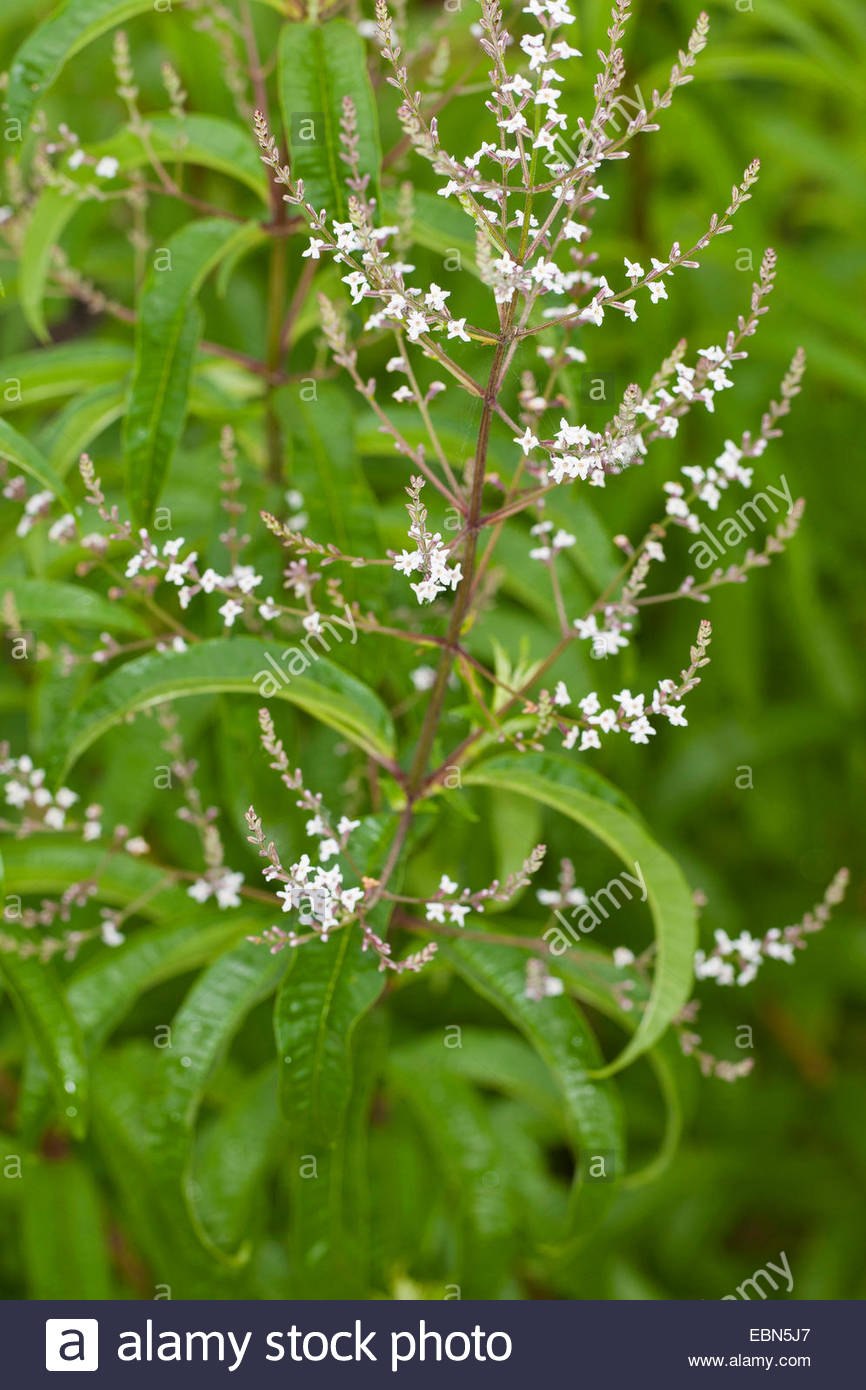 Aloysia triphylla