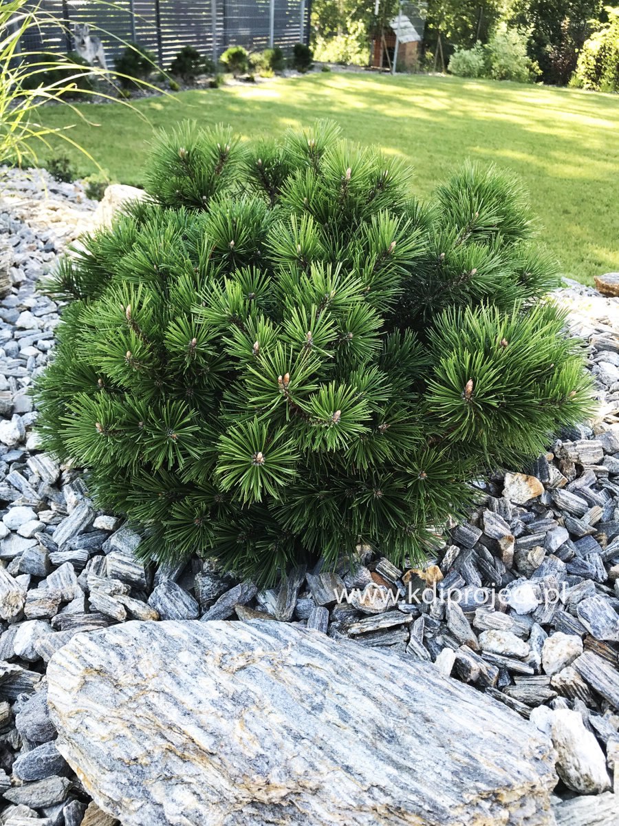 Pinus mugo Suzi