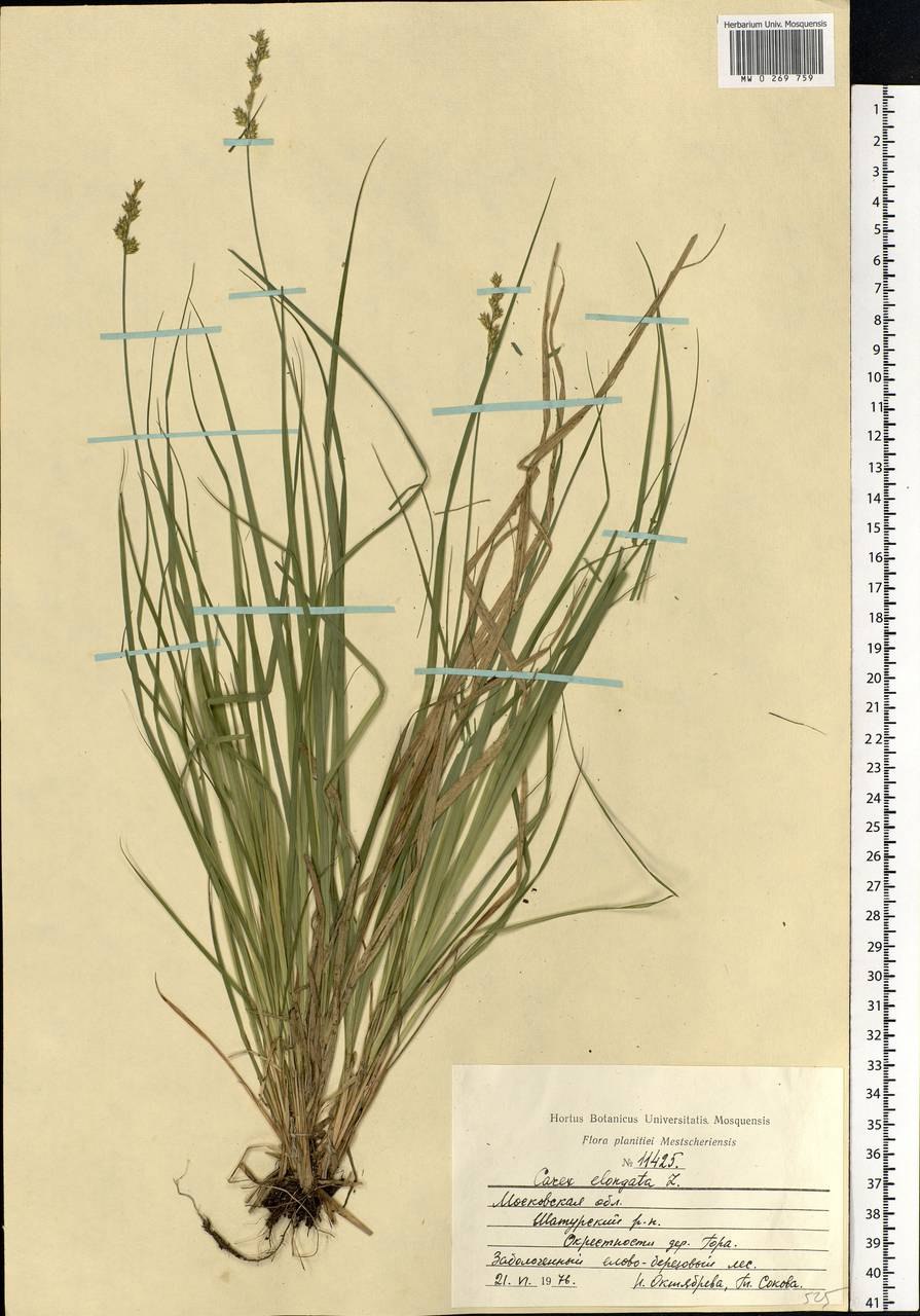 Осока Болотная