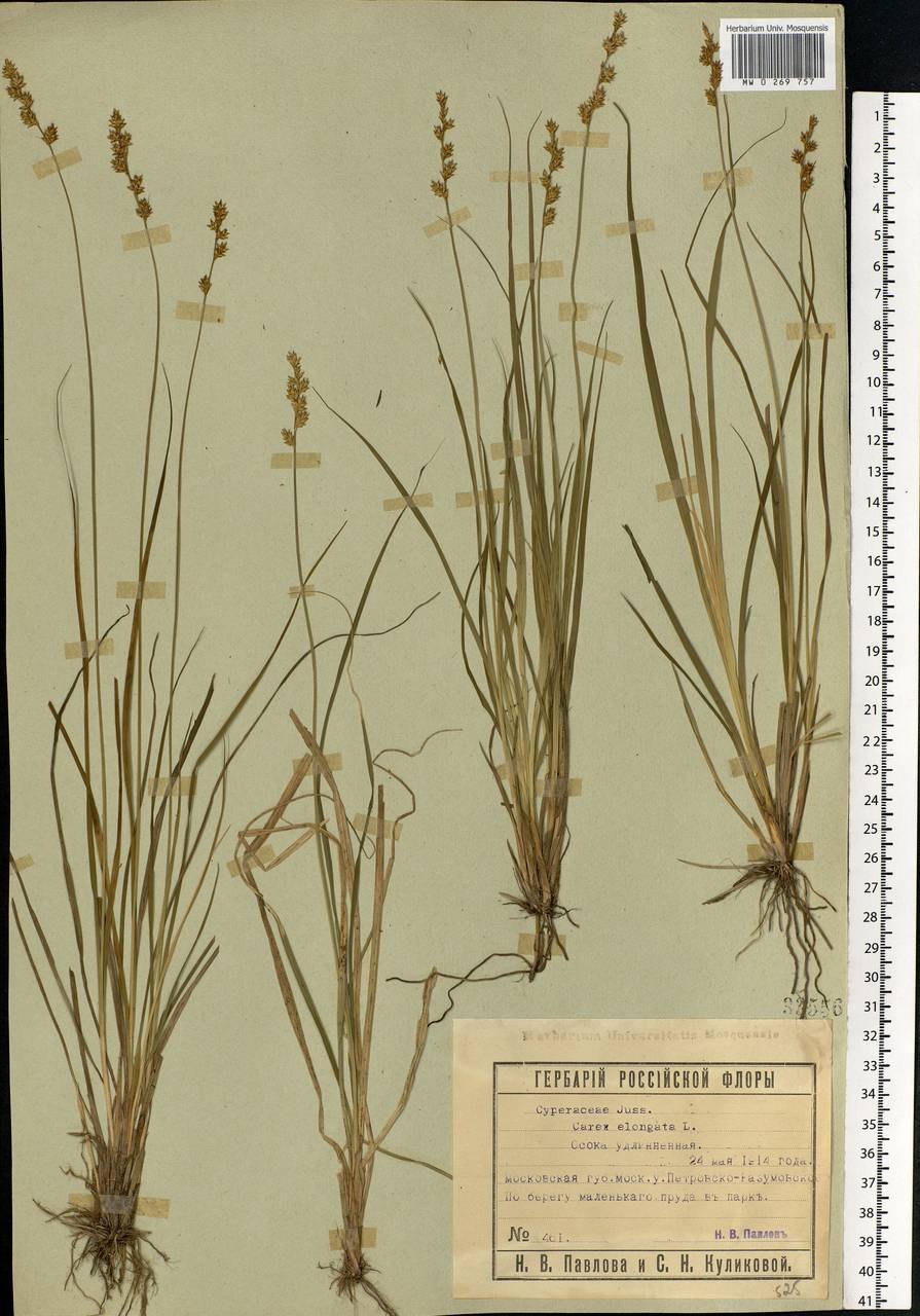 Carex elongata l. рисунок