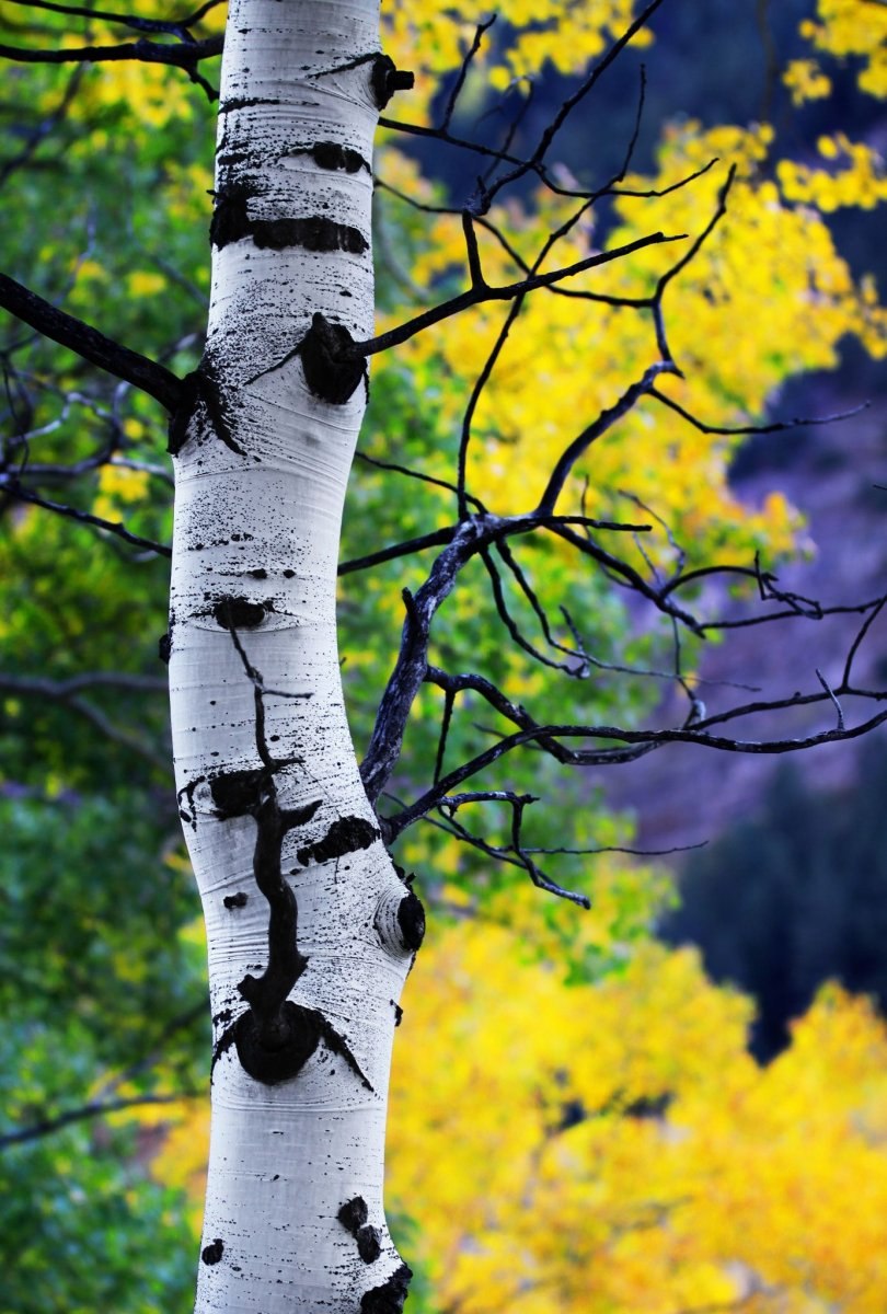 Шульта Березовая