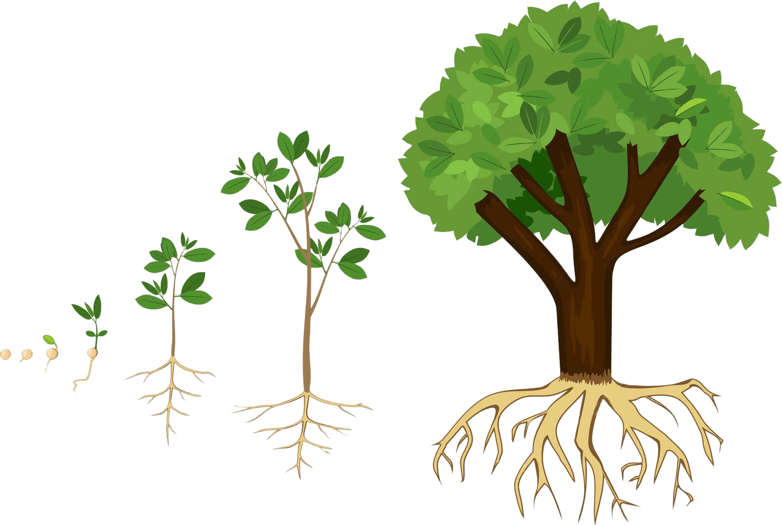 Какое деревце будет расти быстрее и развиваться. Этапы роста дерева. Стадии роста дерева. Этапы роста дуба. Как растет дерево?.