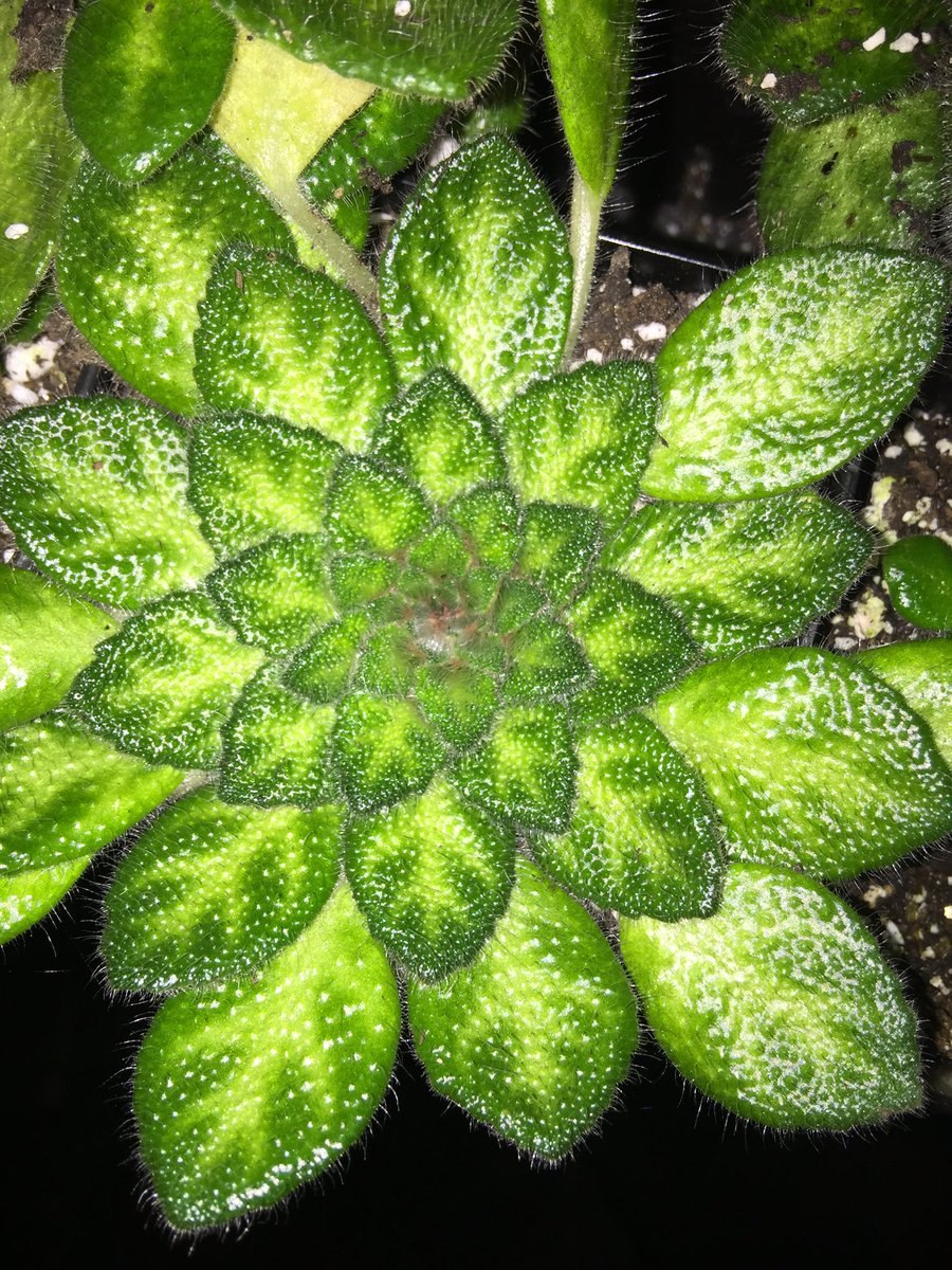 Петрокосмея barbata