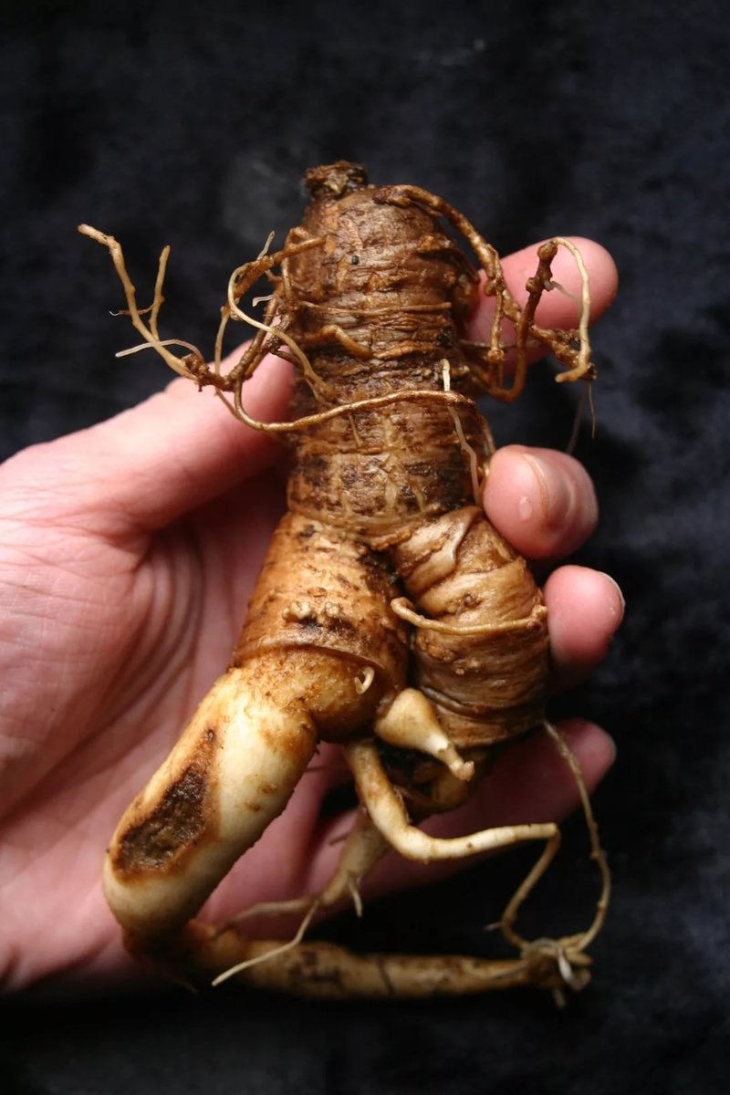 Mandragora officinarum