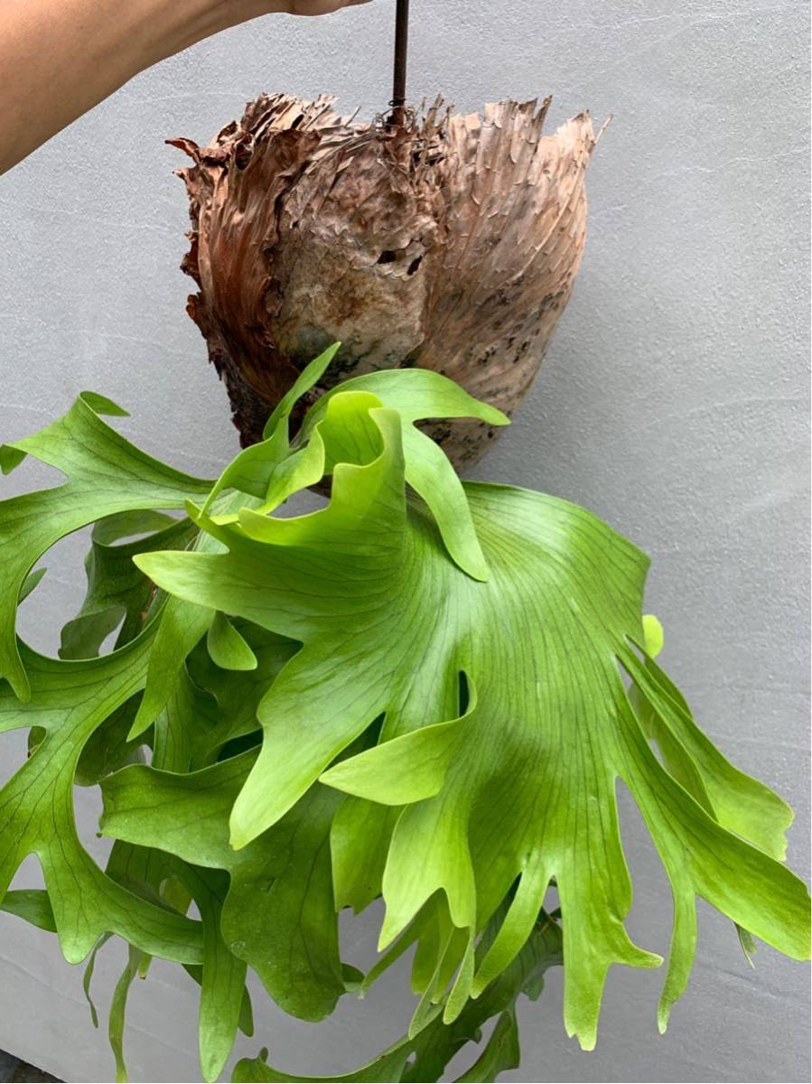 Платицериум на доске