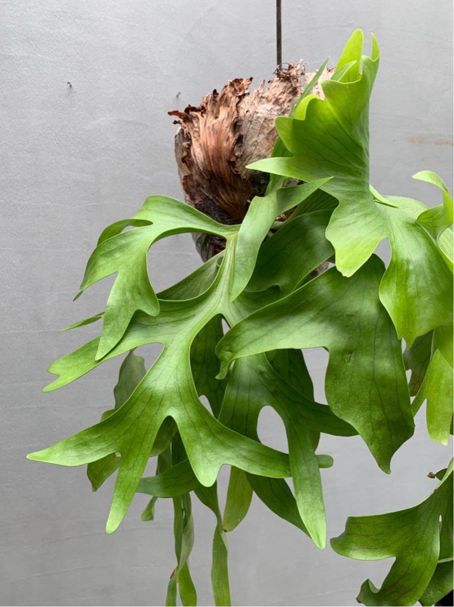 Платицериум оленерогий