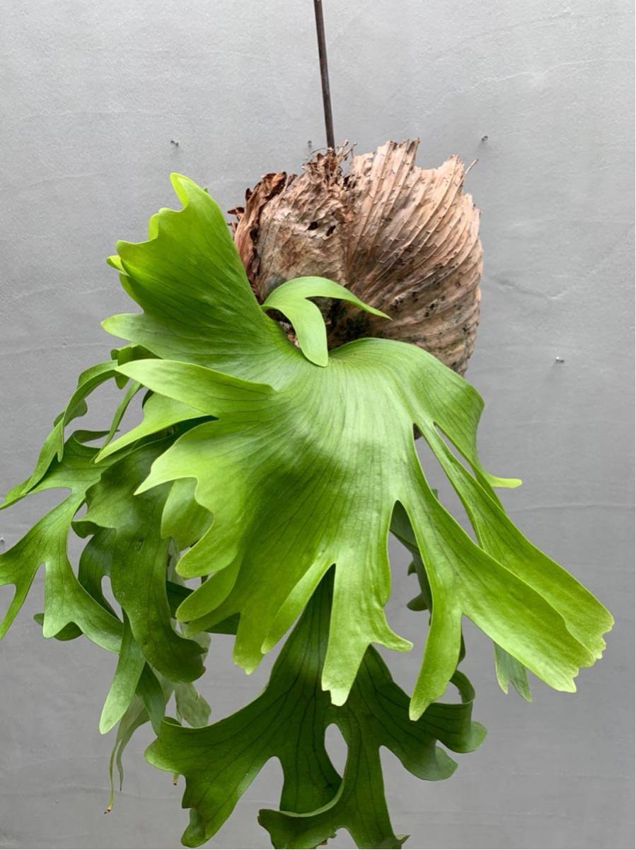 Платицериум бифуркатум