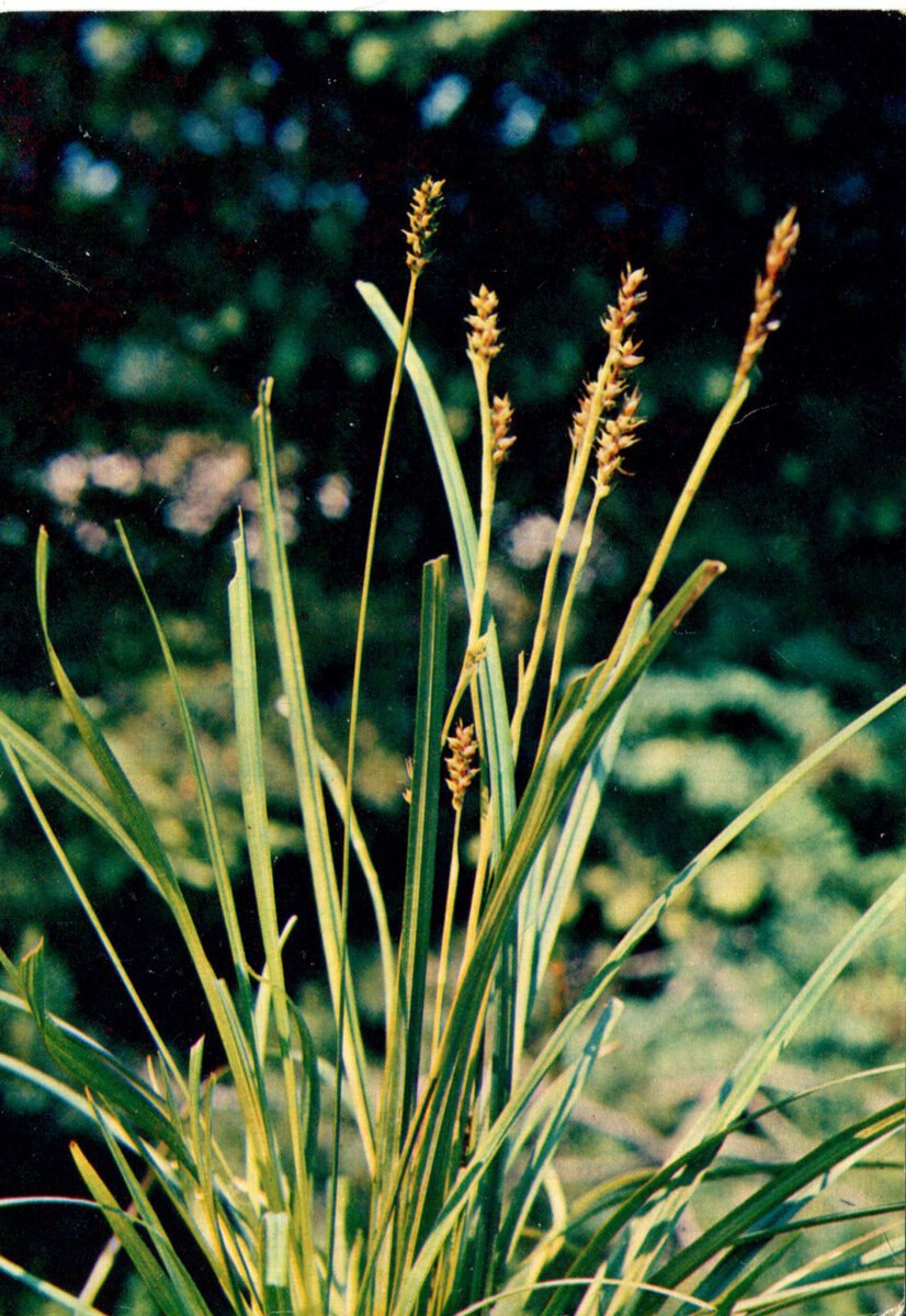 Осока парвская (Carex brevicollis d, с.).