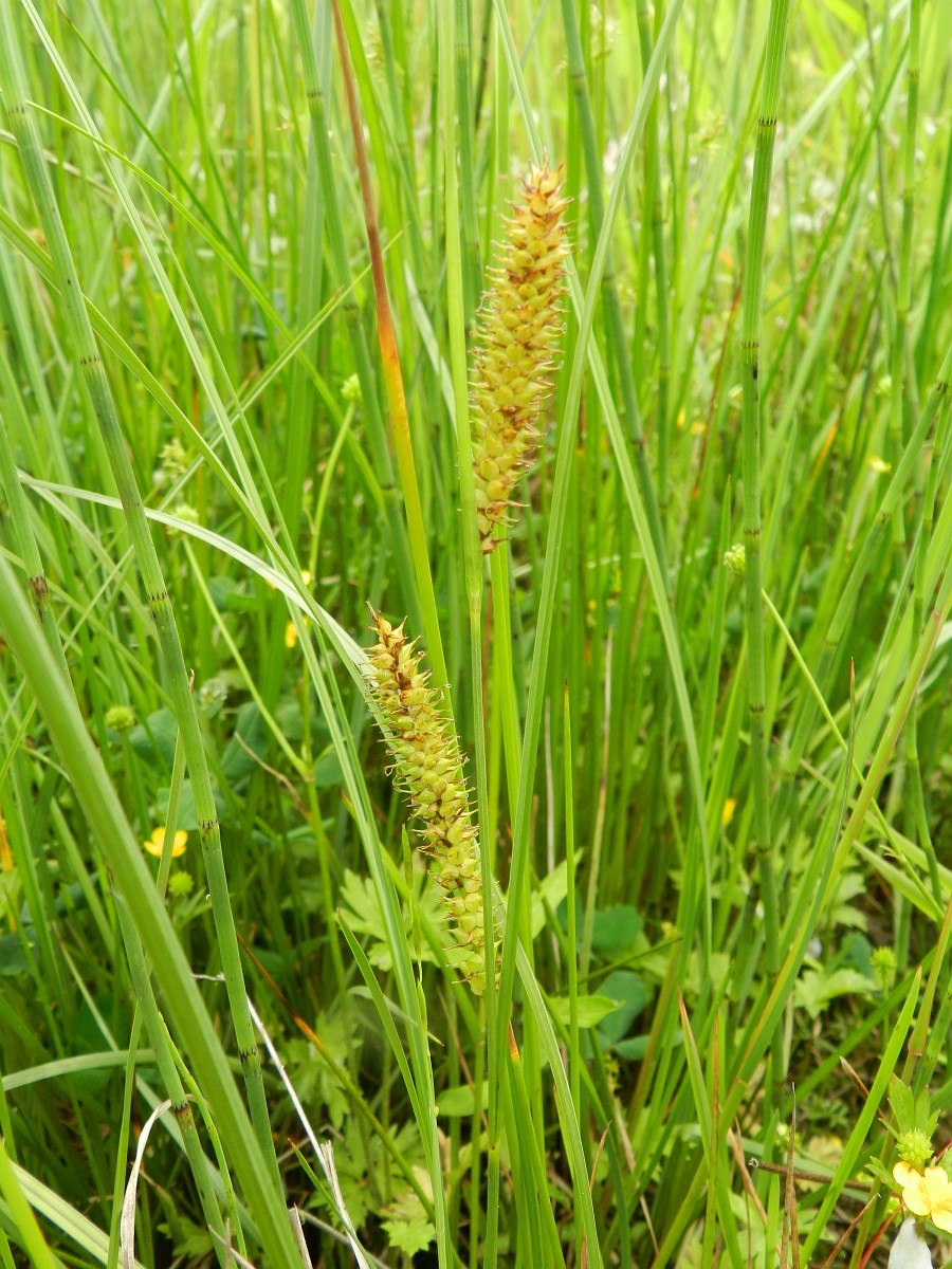 Осока Ошимская