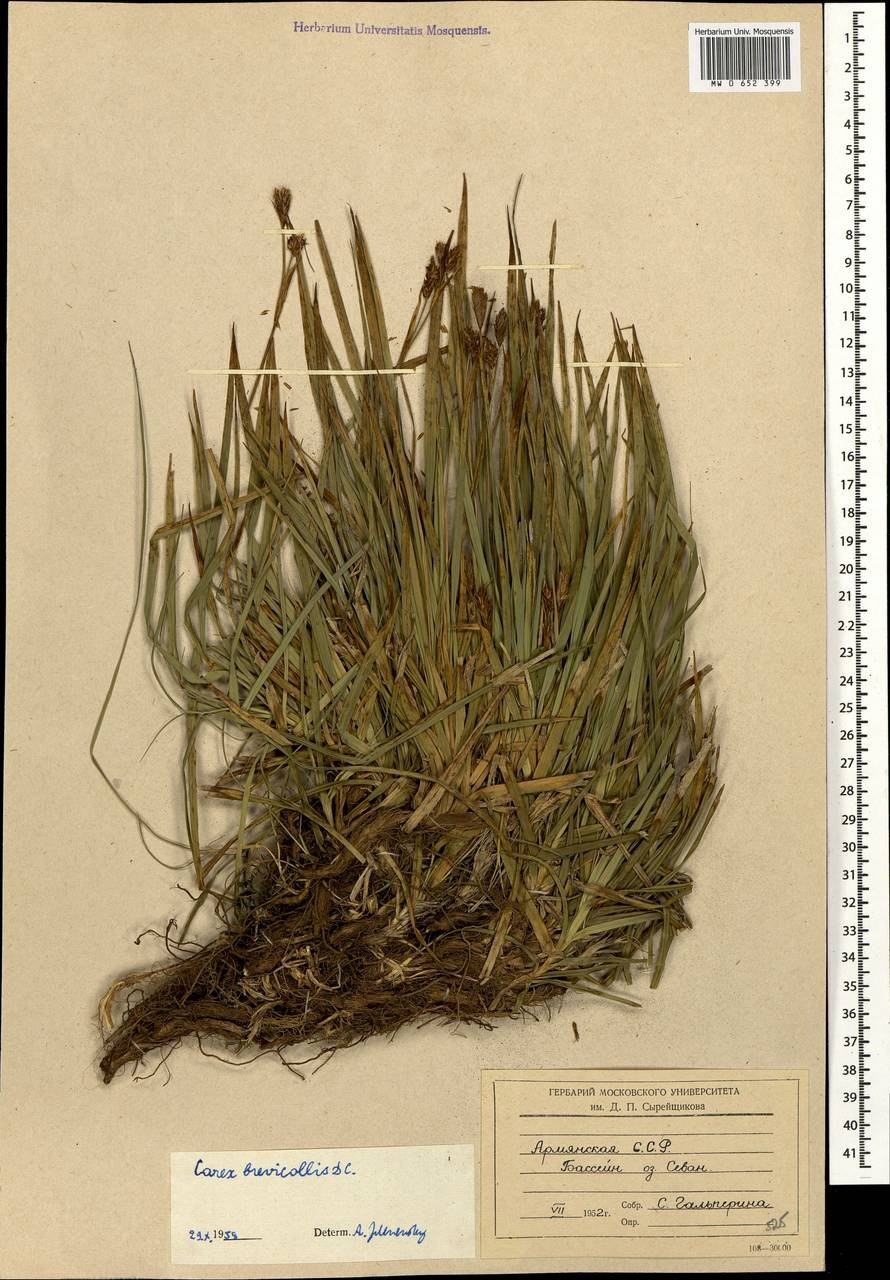 Осока вздутая - Carex rostrata