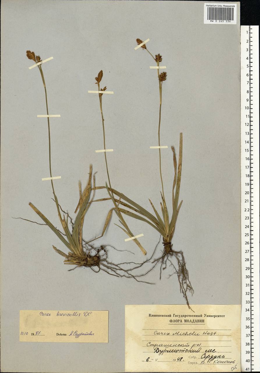 Carex ornithopoda