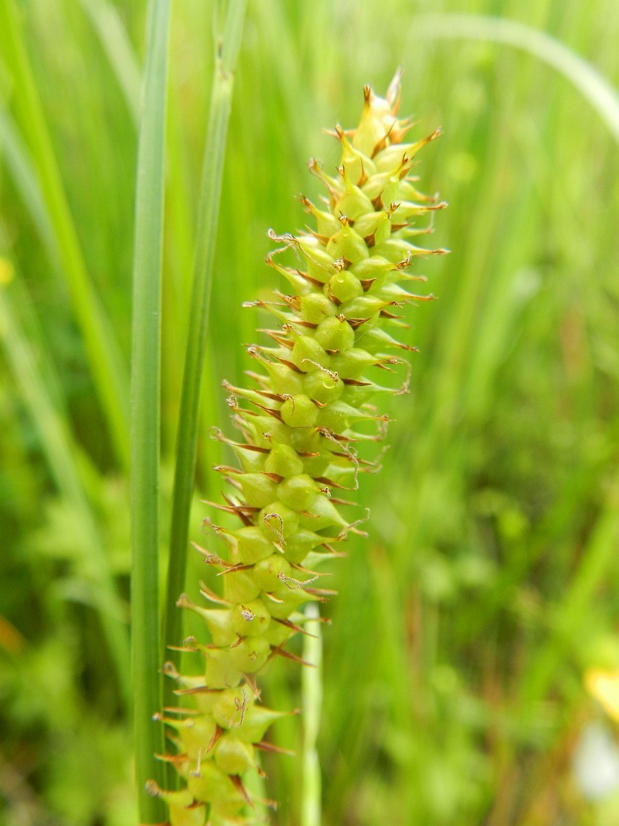 Carex orbicularis