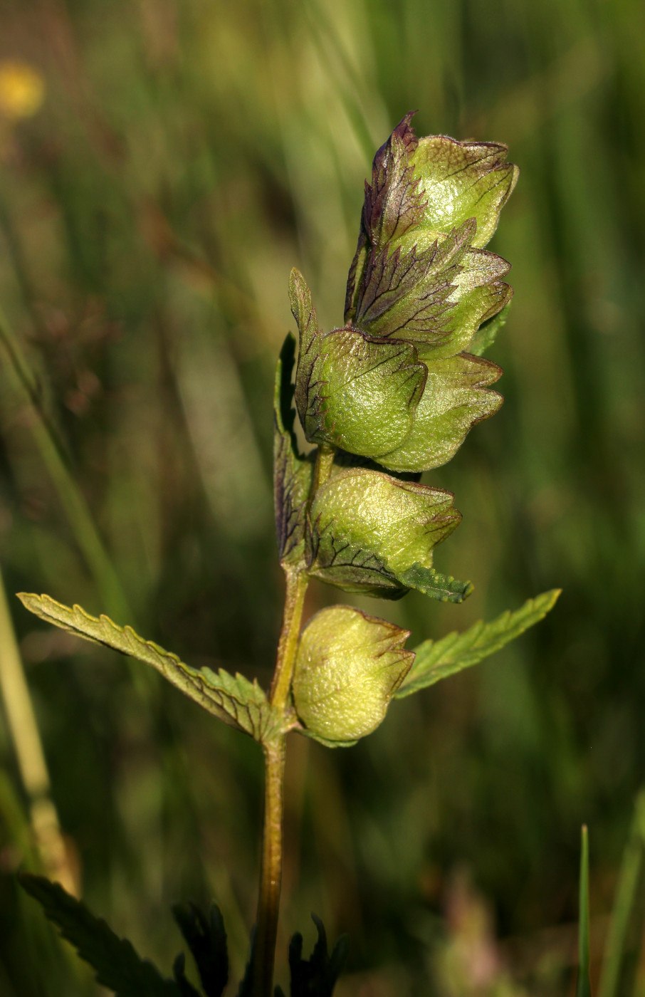 Rhinanthus Minor