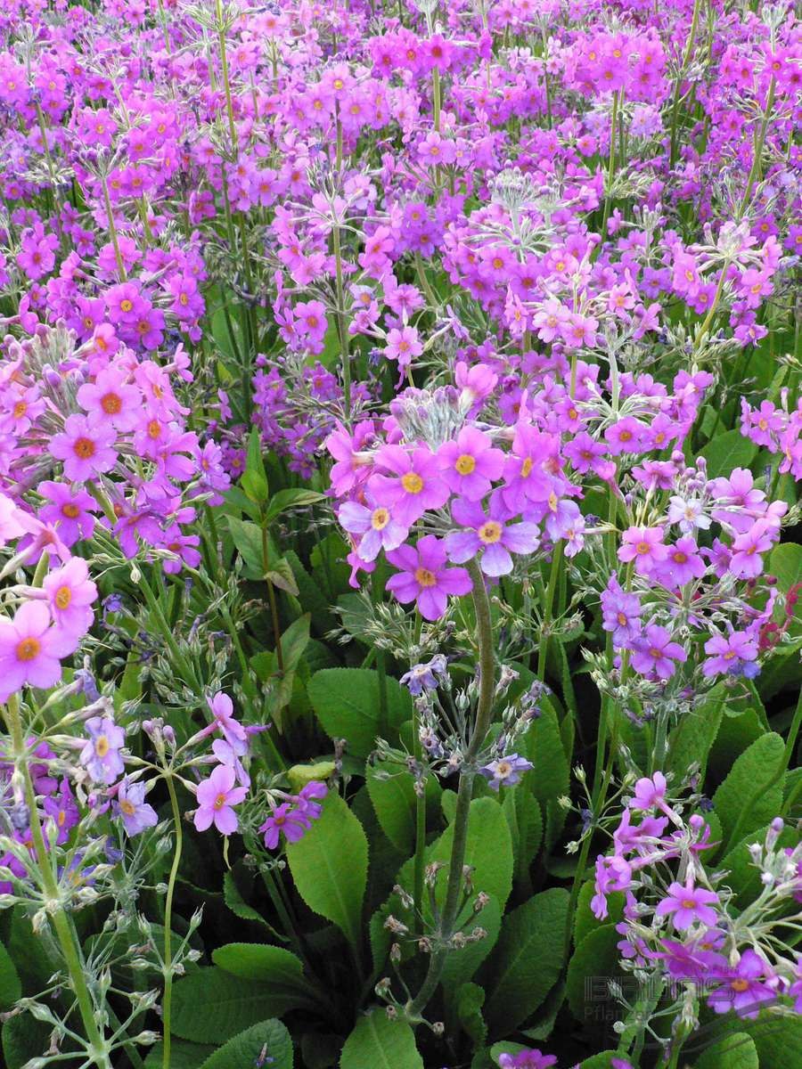 Примула цветок