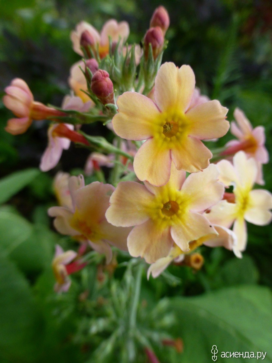 Примула подушковидная