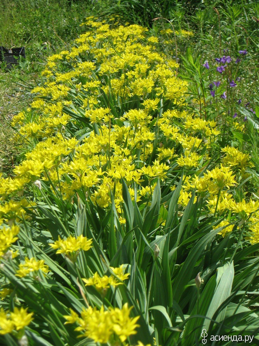 Аллиум Гладиатор растение