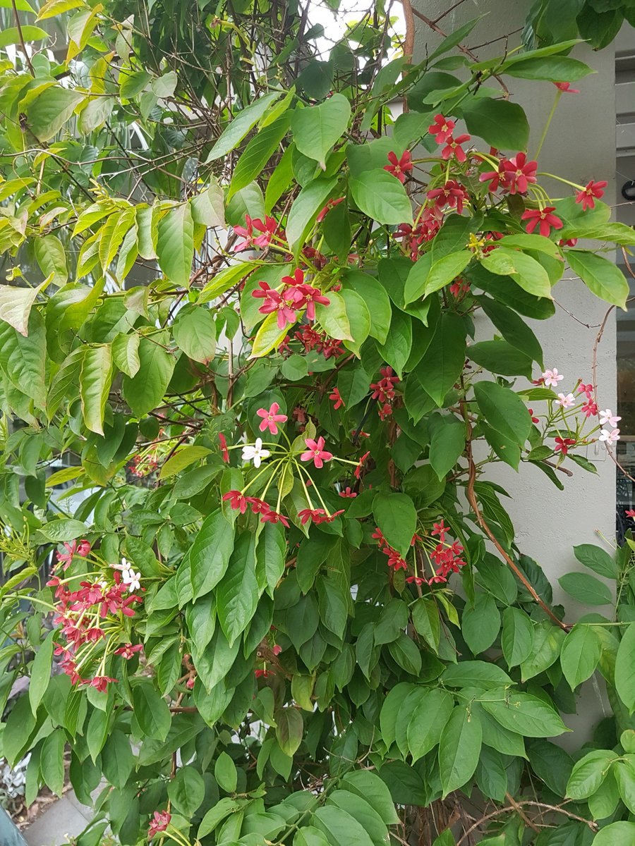 Комбретум индийский