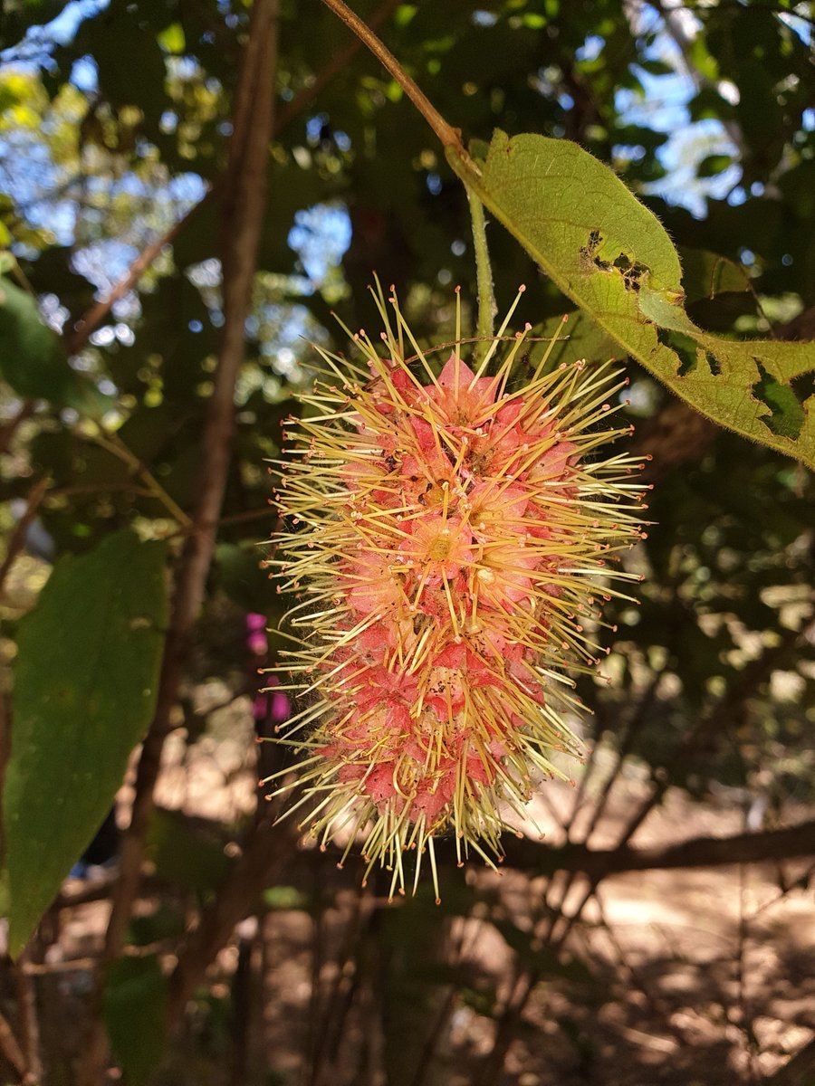 Комбретум грандифлорум