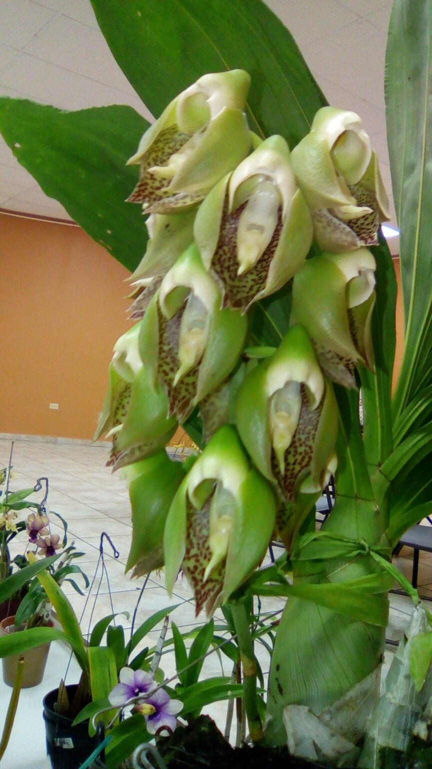 Катасетум Орхидея