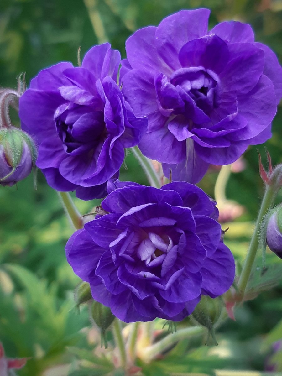 Герань гималайская