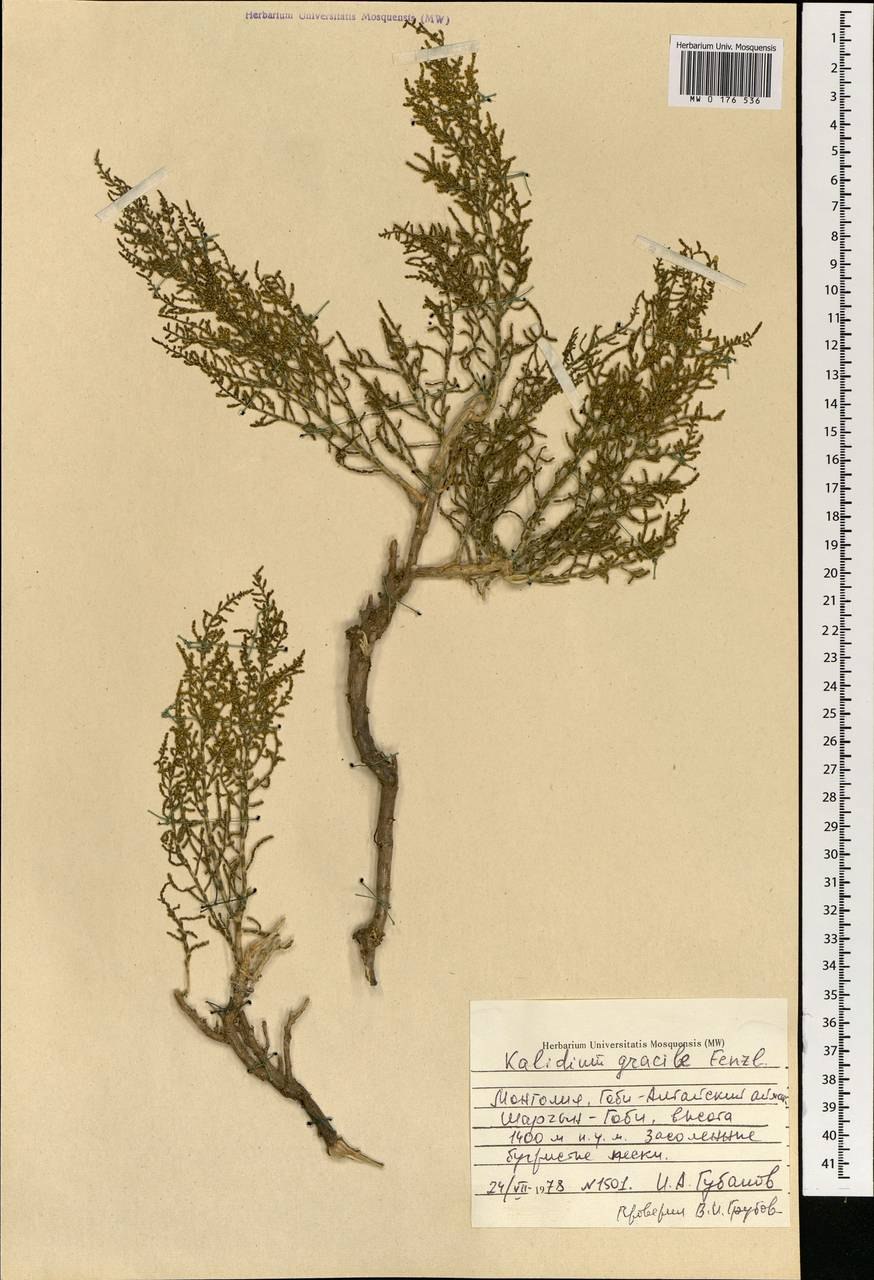 Поташник олиственный