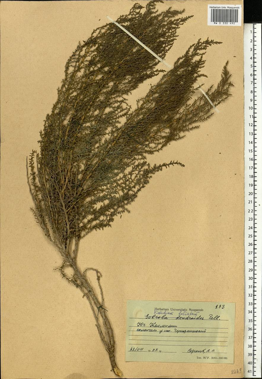 Поташник олиственный