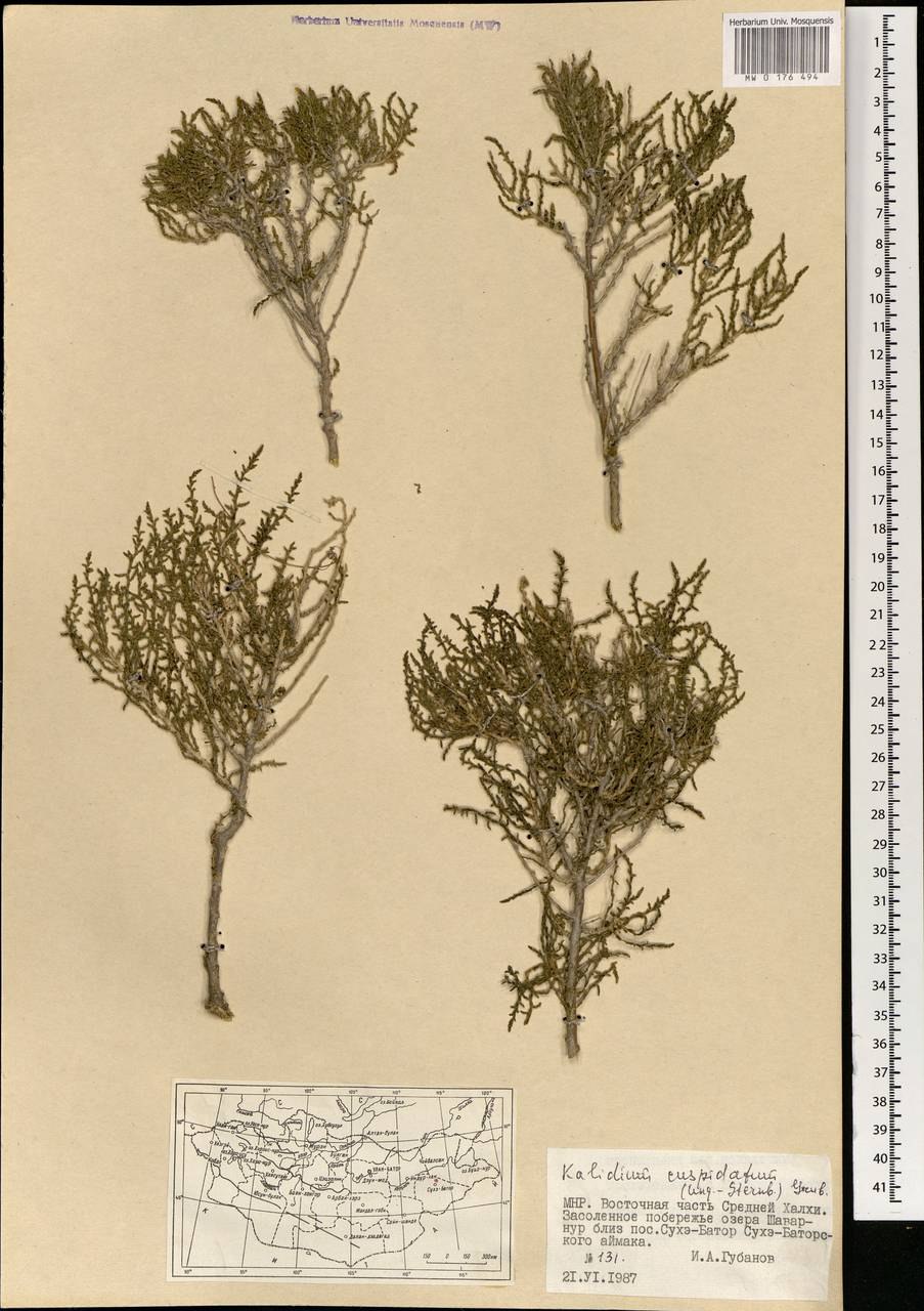 Сарсазан шишковатый (Halocnemum strobilaceum)