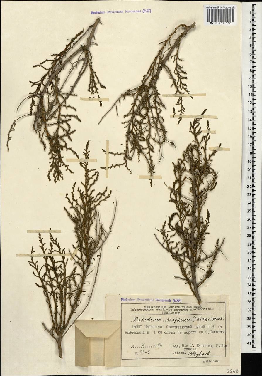 Поташник растение