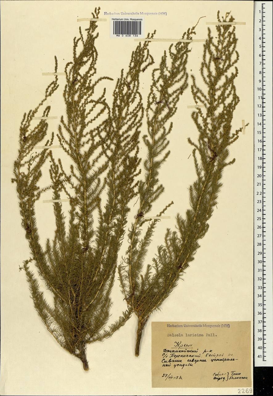 Солончак трава