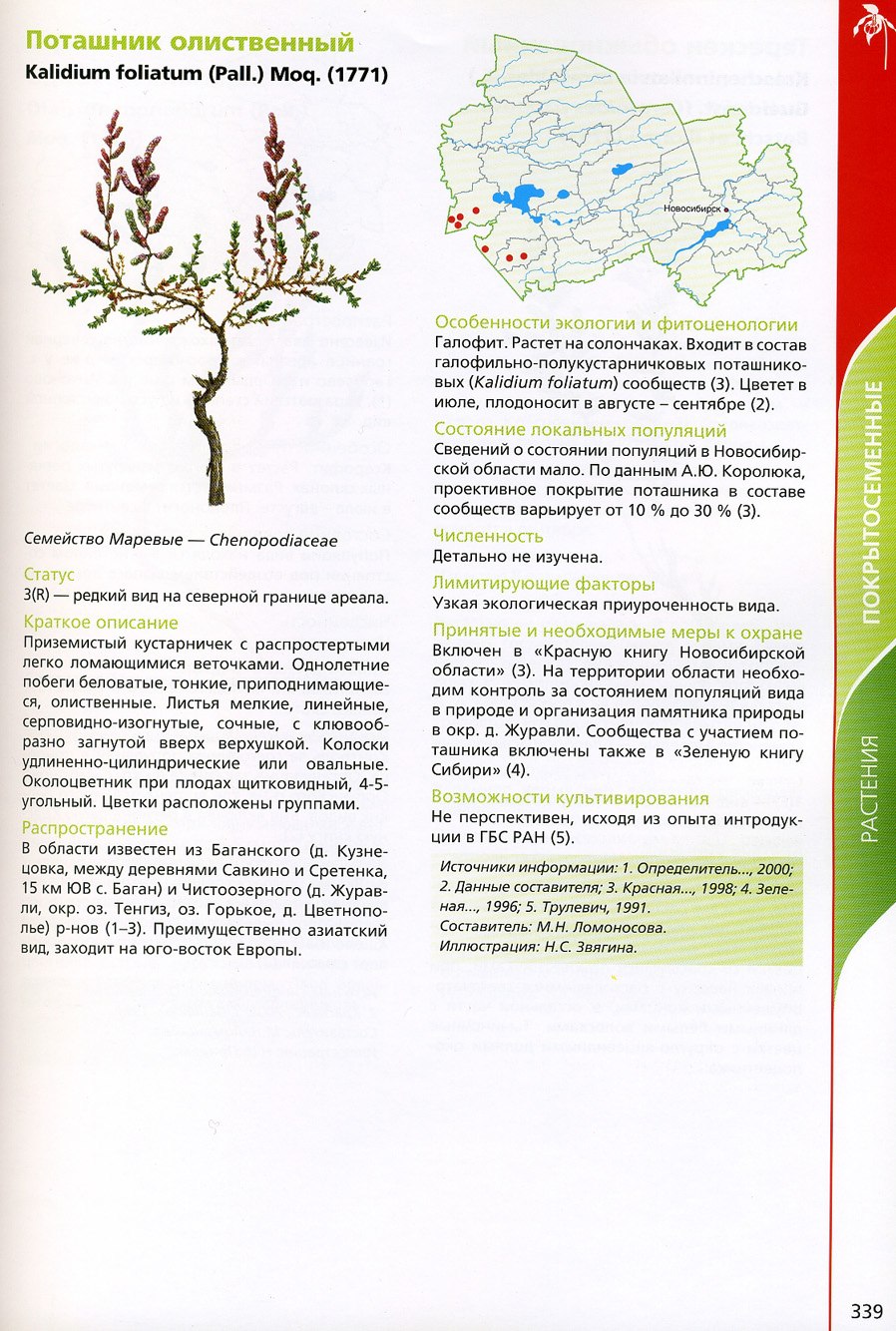 Калидиум (Kalidium gracile) в пустыне