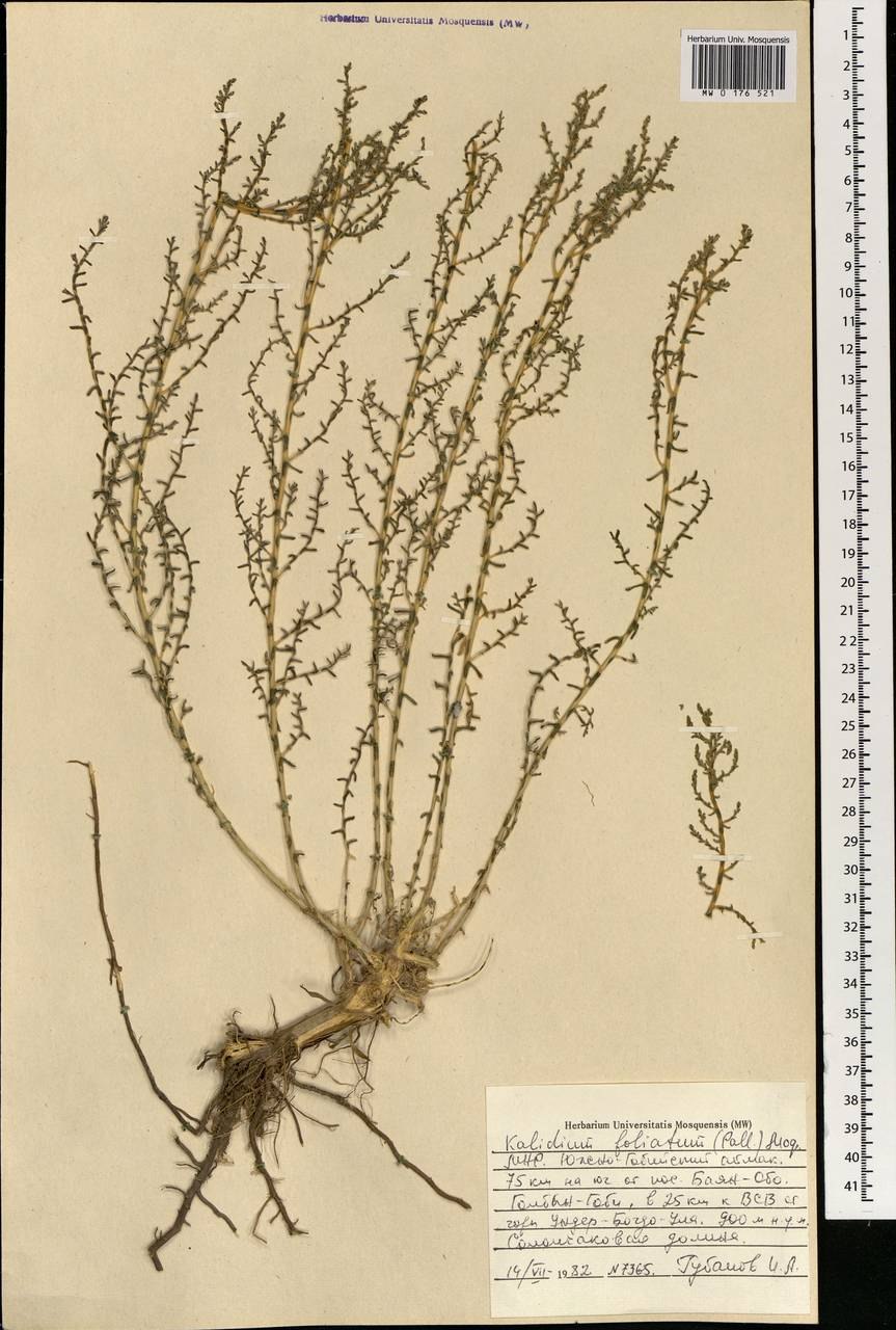 Поташник растение