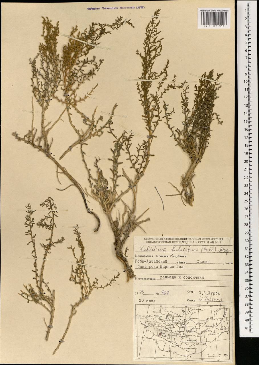 Сарсазан шишковатый рисунок