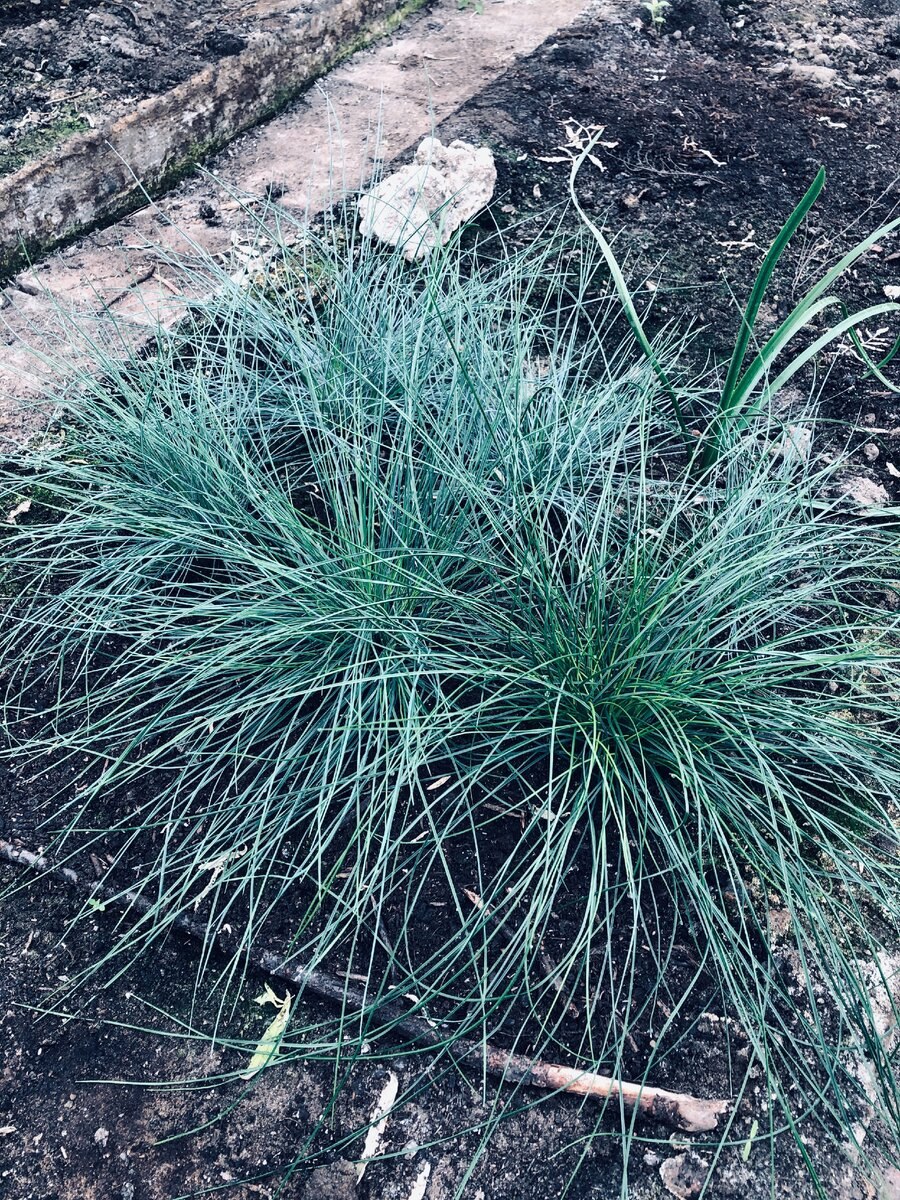 Овсяница меловая