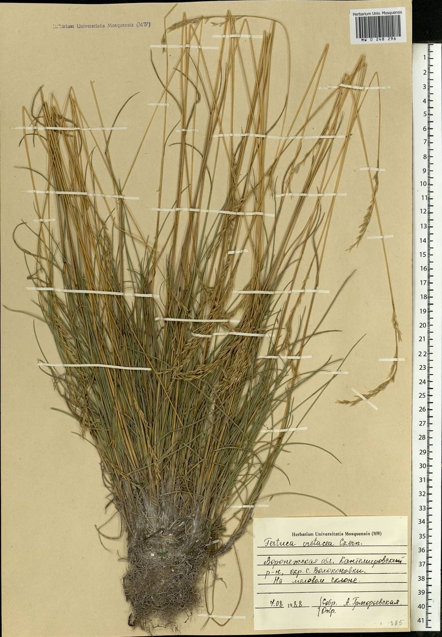 Овсяница ложноовечья