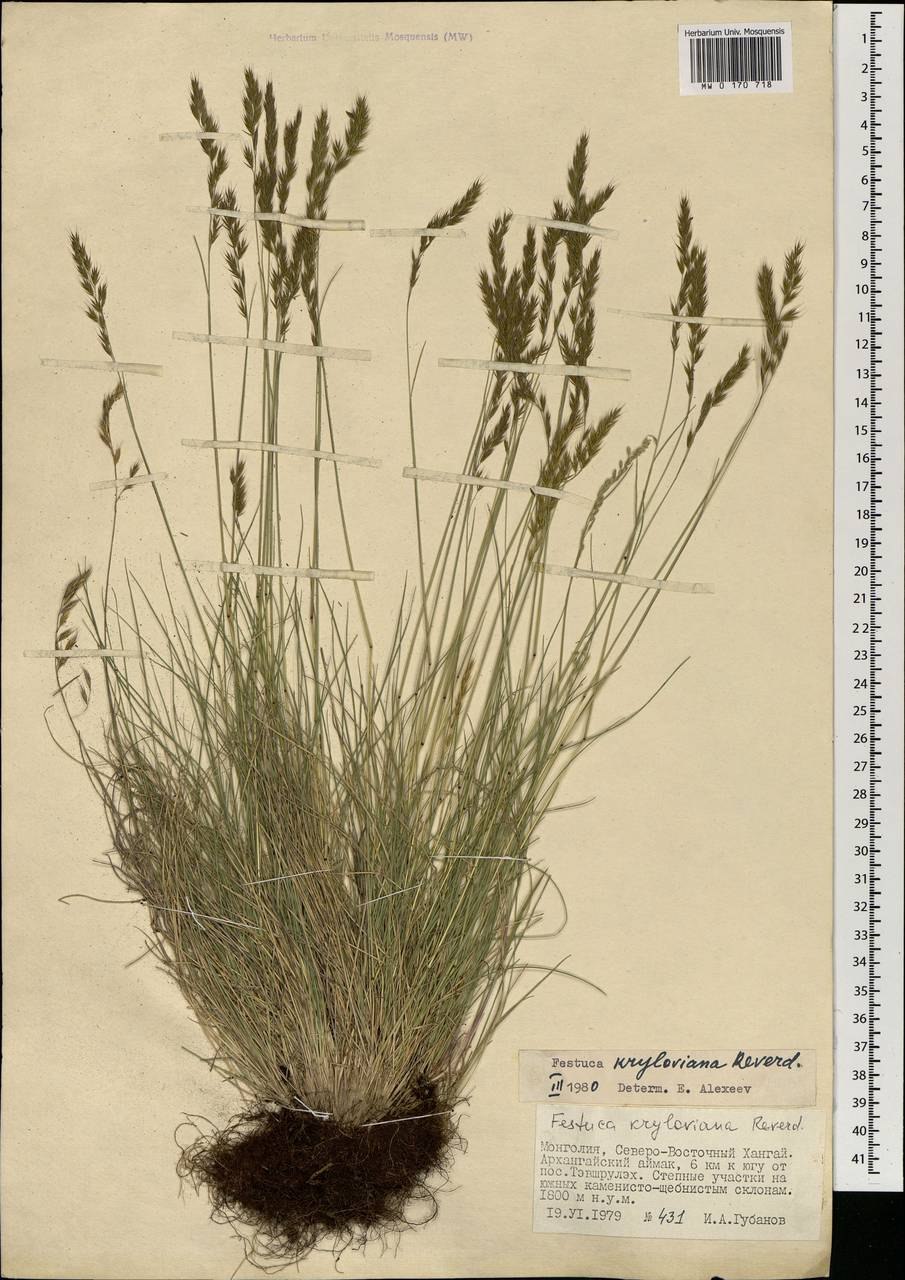 Плантариум Festuca ovina