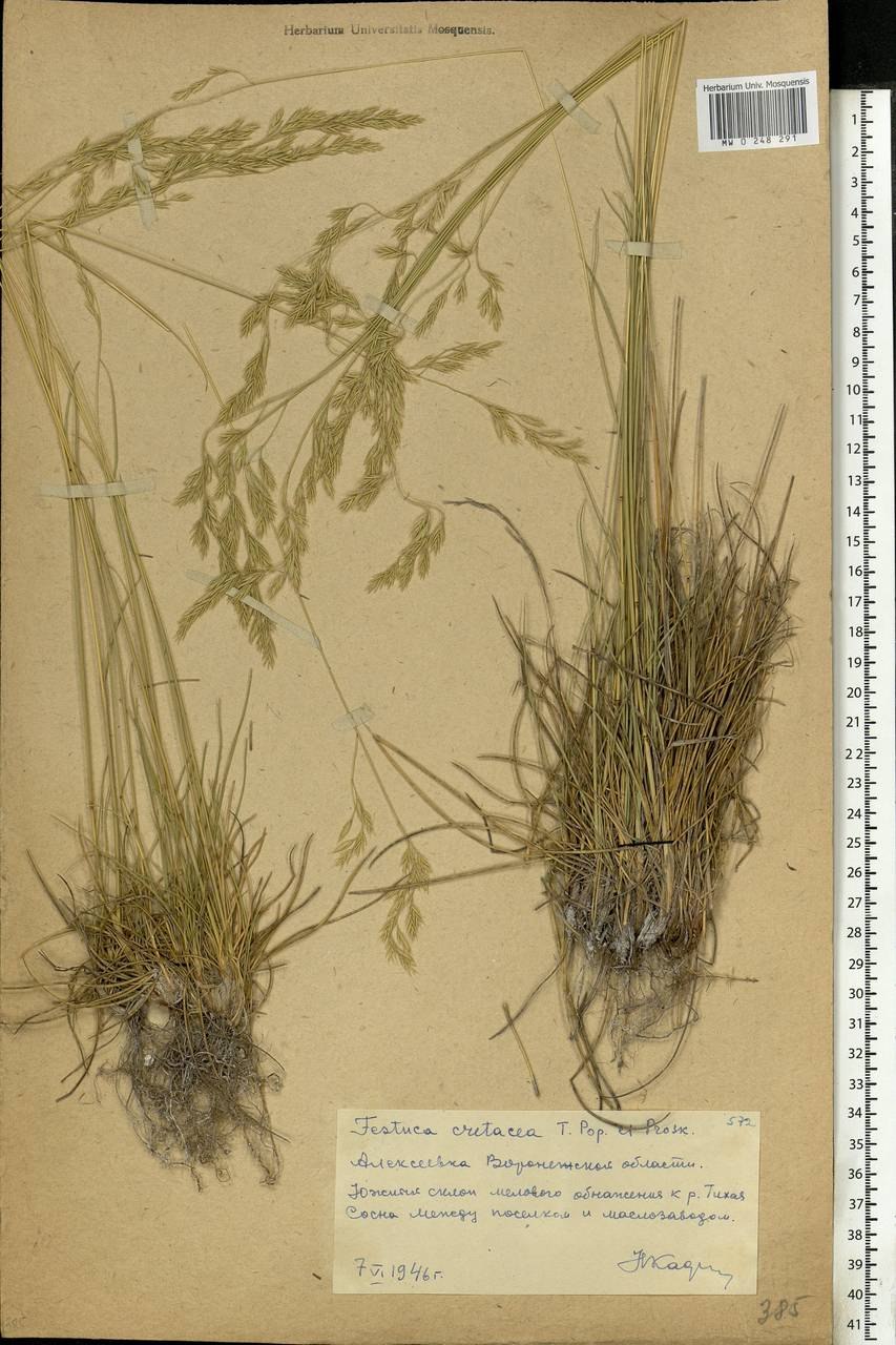 Festuca cretacea