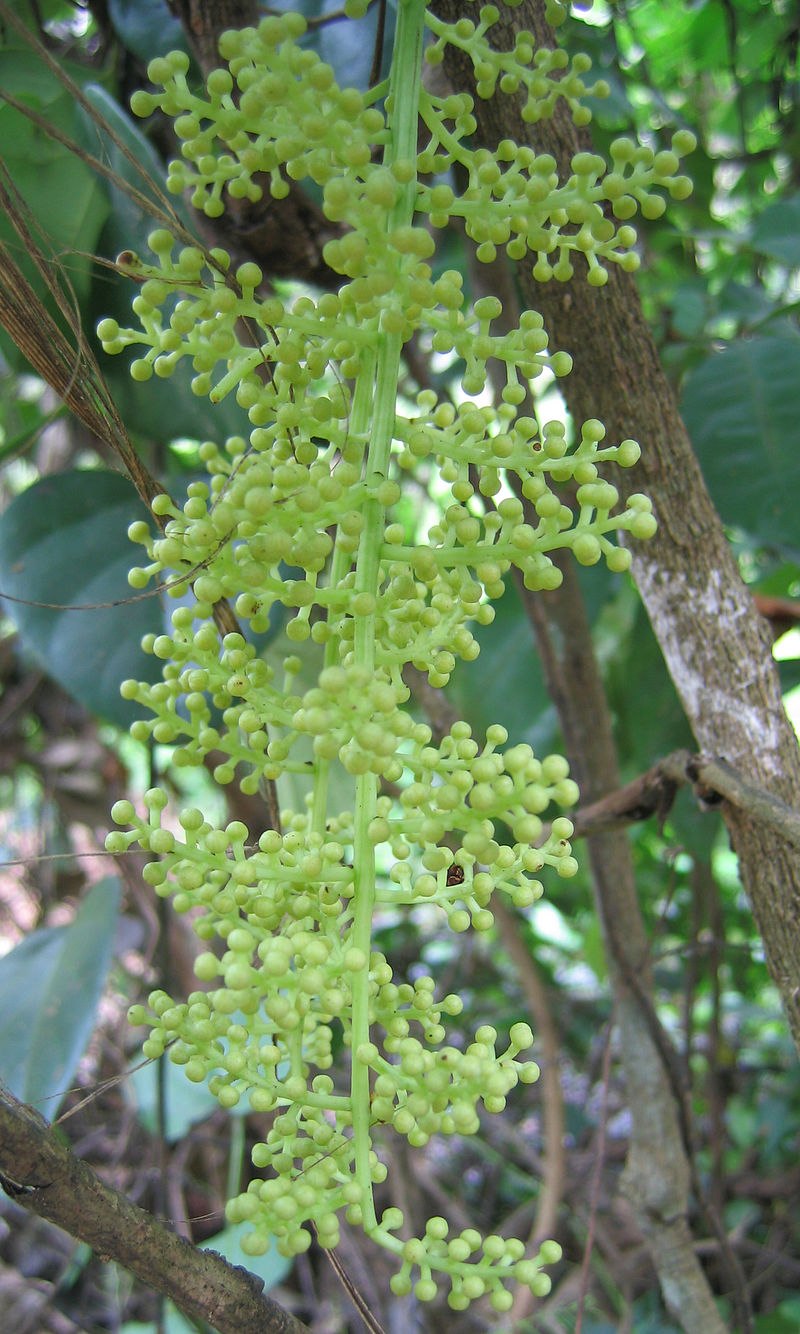 Cocculus (кукольван)