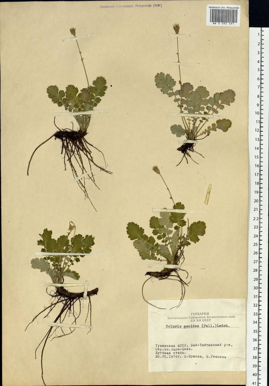 Вальдштейния Waldsteinia ternata Forrest Sun
