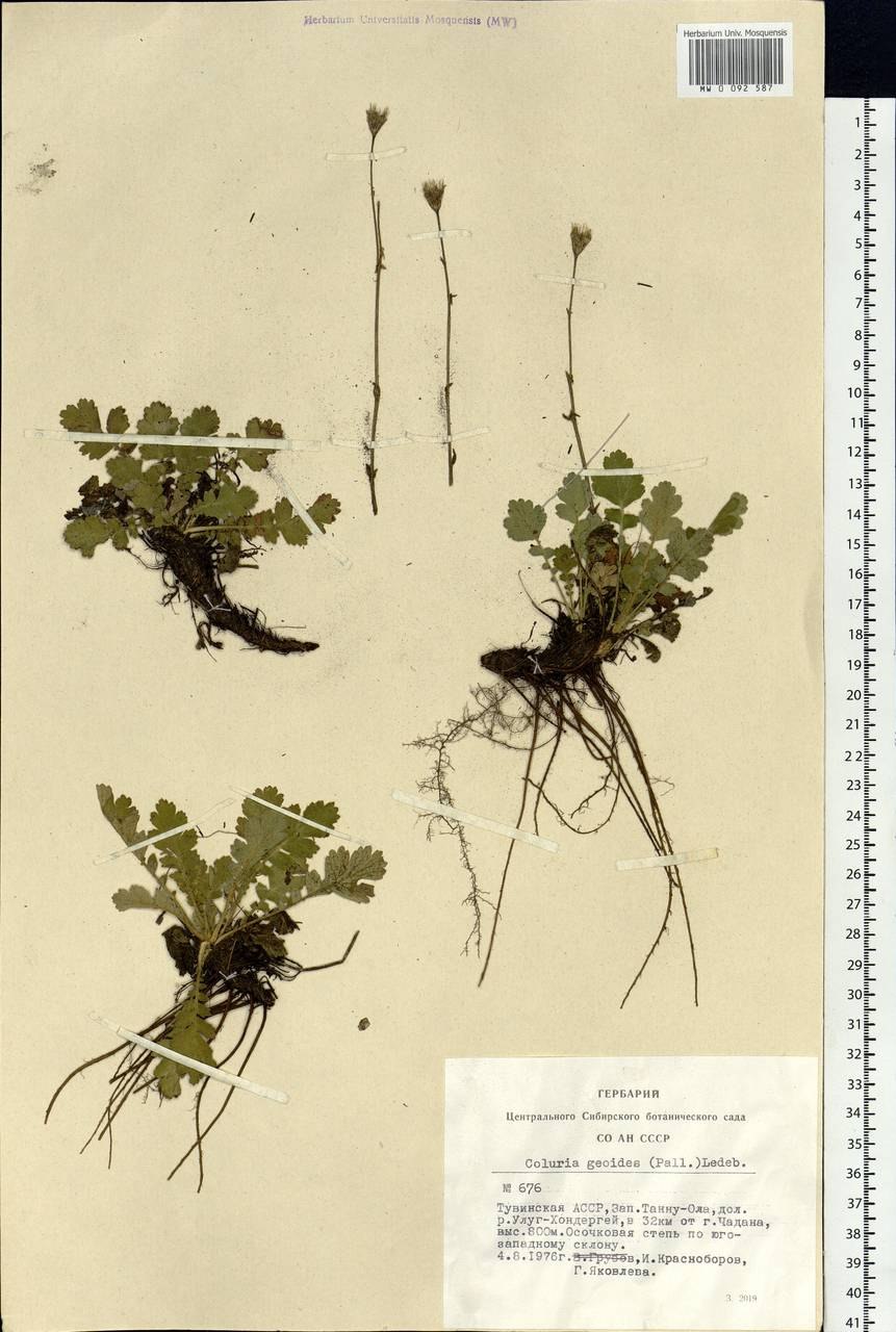 Вальдштейния гравилатолистная