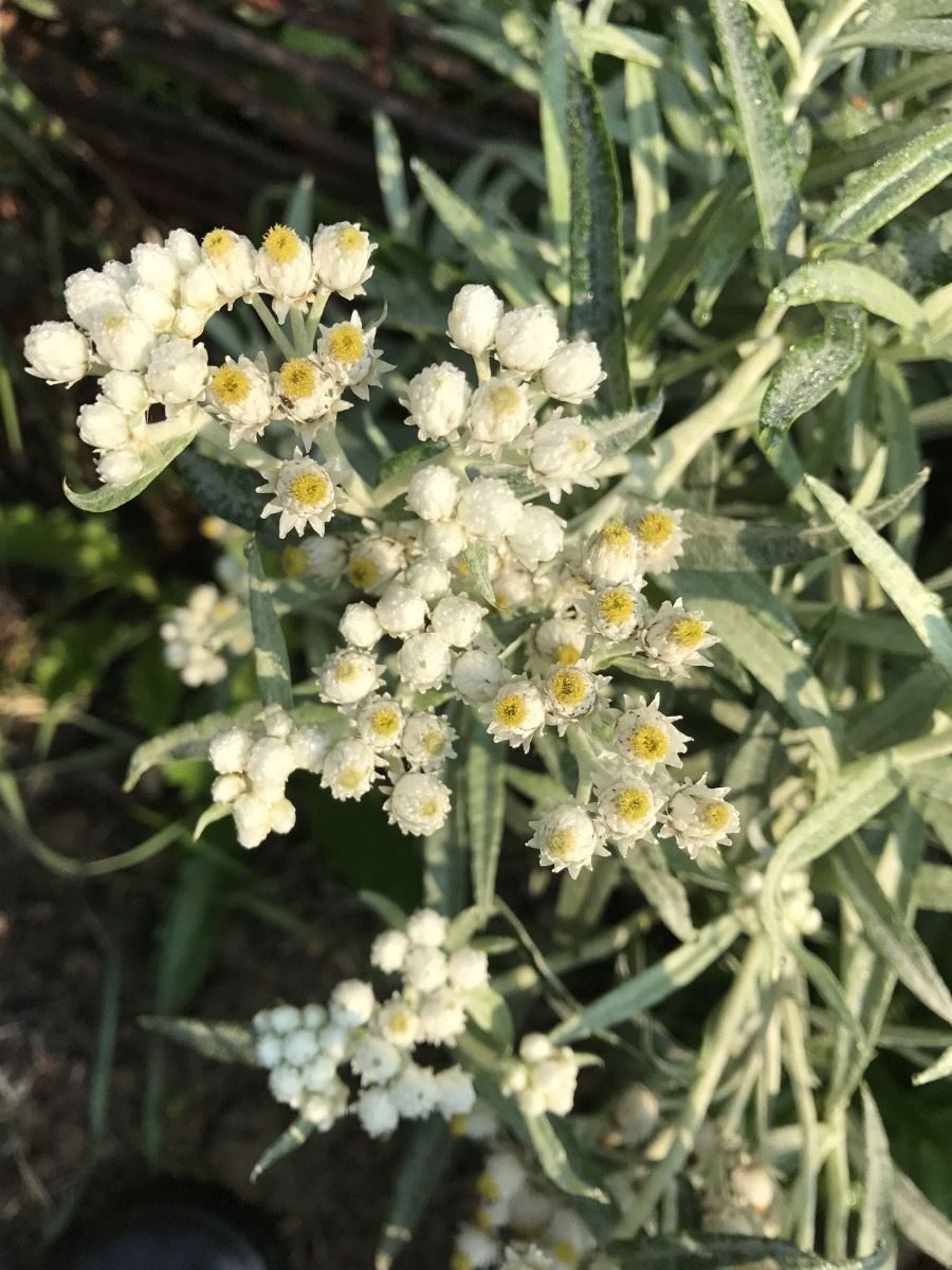 Anaphalis margaritacea