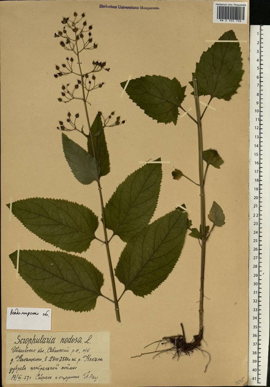 Норичник шишковатый формула цветка