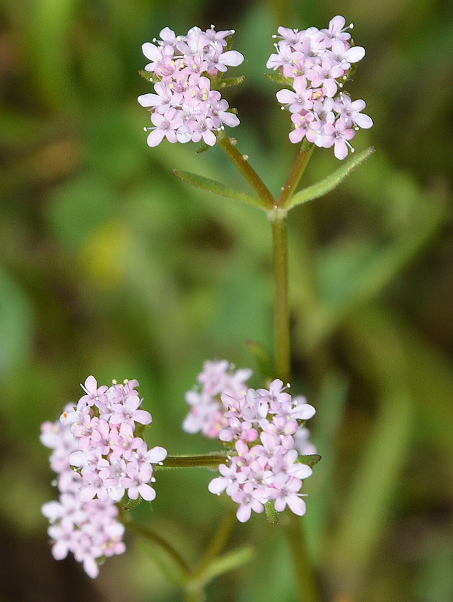 Валерианелла овощная
