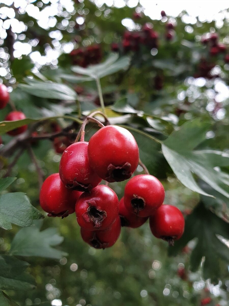 Боярышник пятипестичный (Crataegus pentagyna)