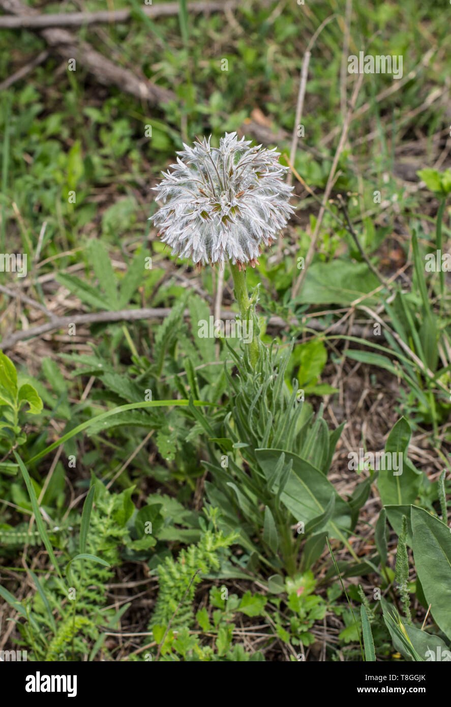 Цветок Эдельвейс Альпийский