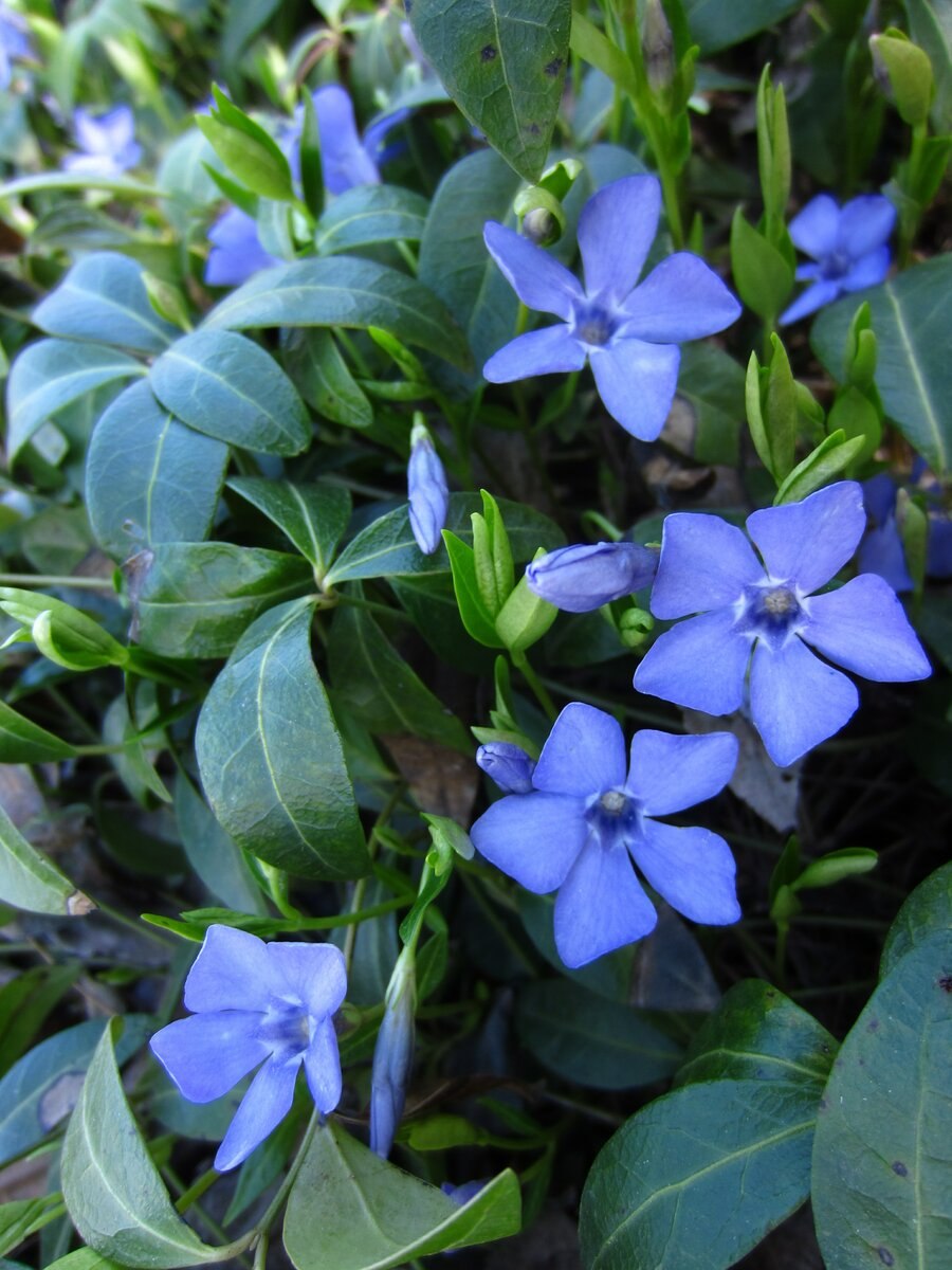 Барвинок большой Vinca Major