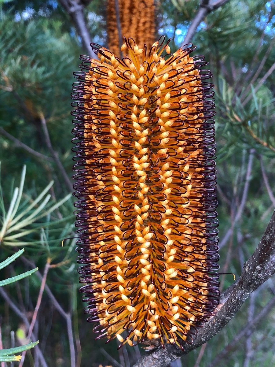 Банксия вересколистная