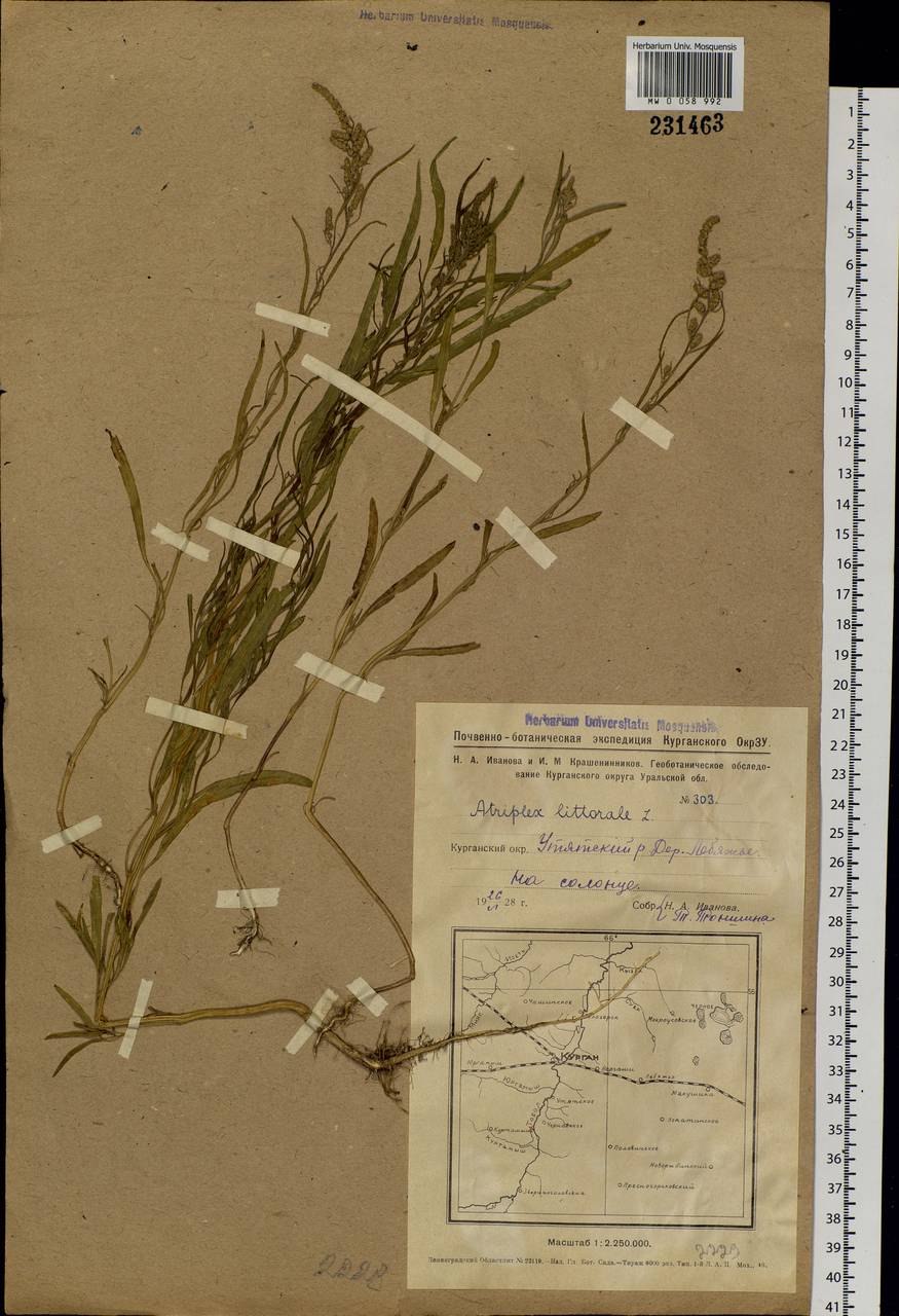 Лебеда соляная