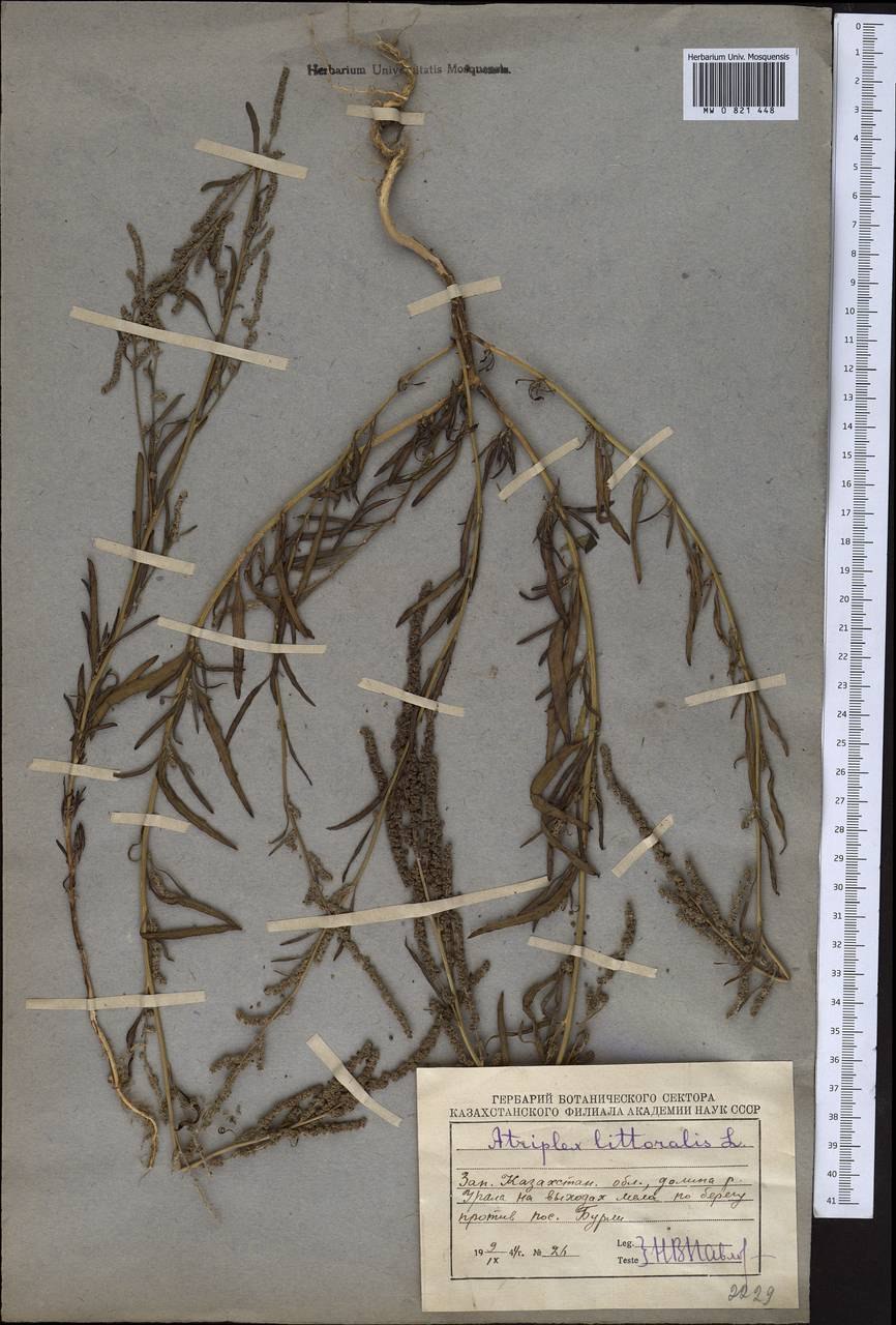 Лебеда красивоплодная