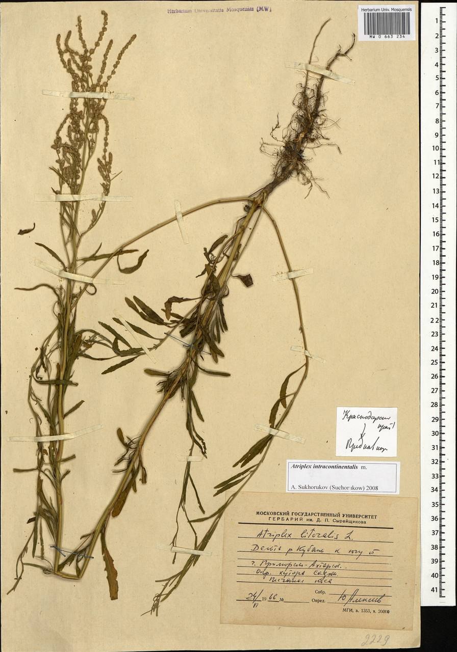 Лебеда (Atriplex)