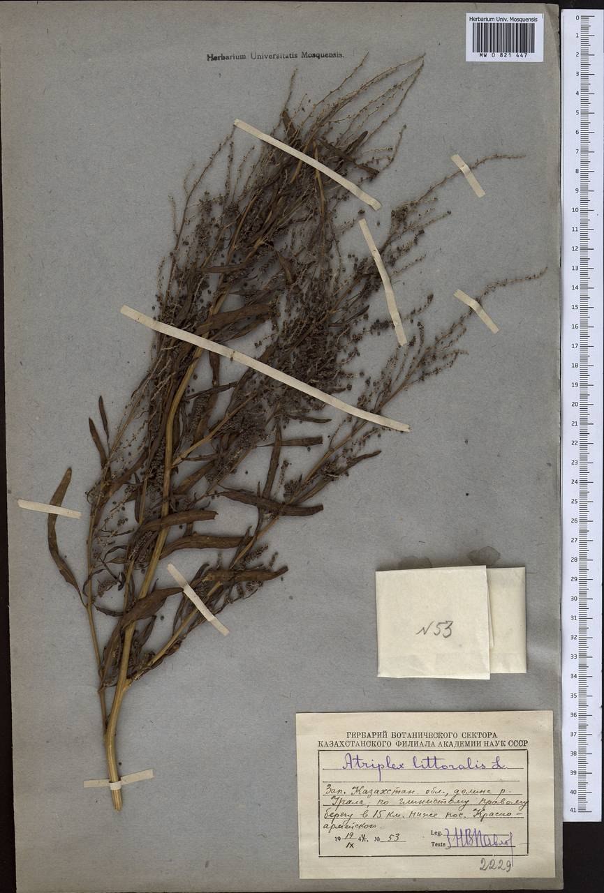 Лебеда чечевицеобразная